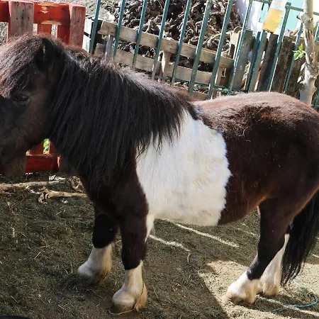 Quinta Da Laceira - Douro Valley - Local * Vila Real