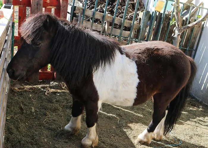 Quinta Da Laceira - Douro Valley - Local * Vila Real